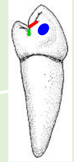 <p>Name the tooth and hi-lighted portions</p>