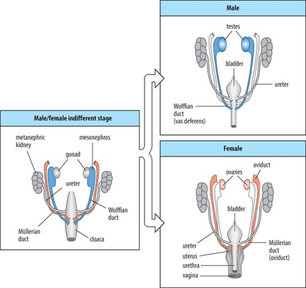 <p>Structures that develop into female reproductive organs.</p>