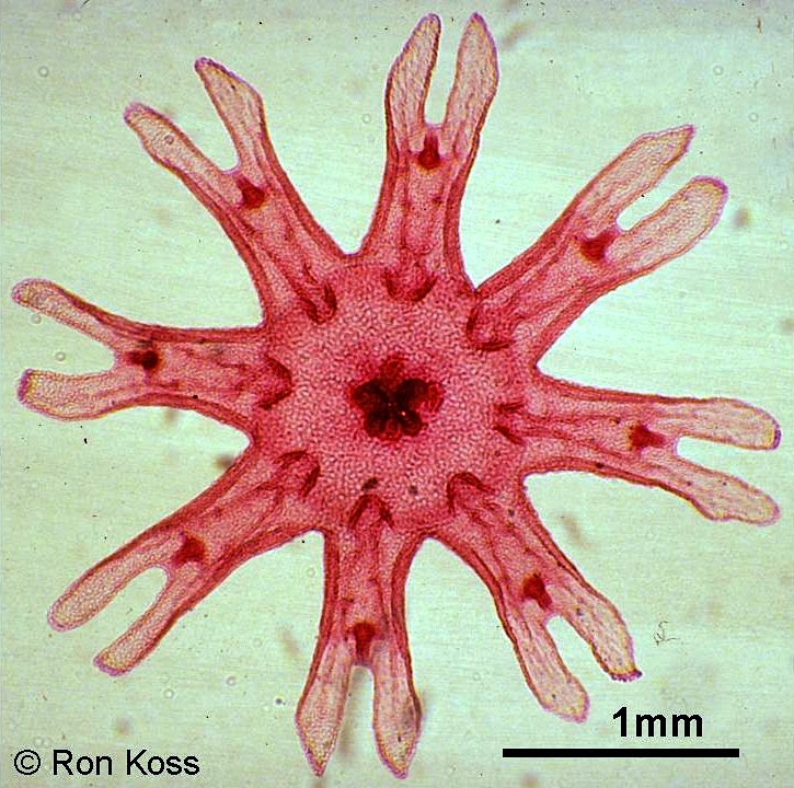 <p>What is the stage that this organism is in?</p>