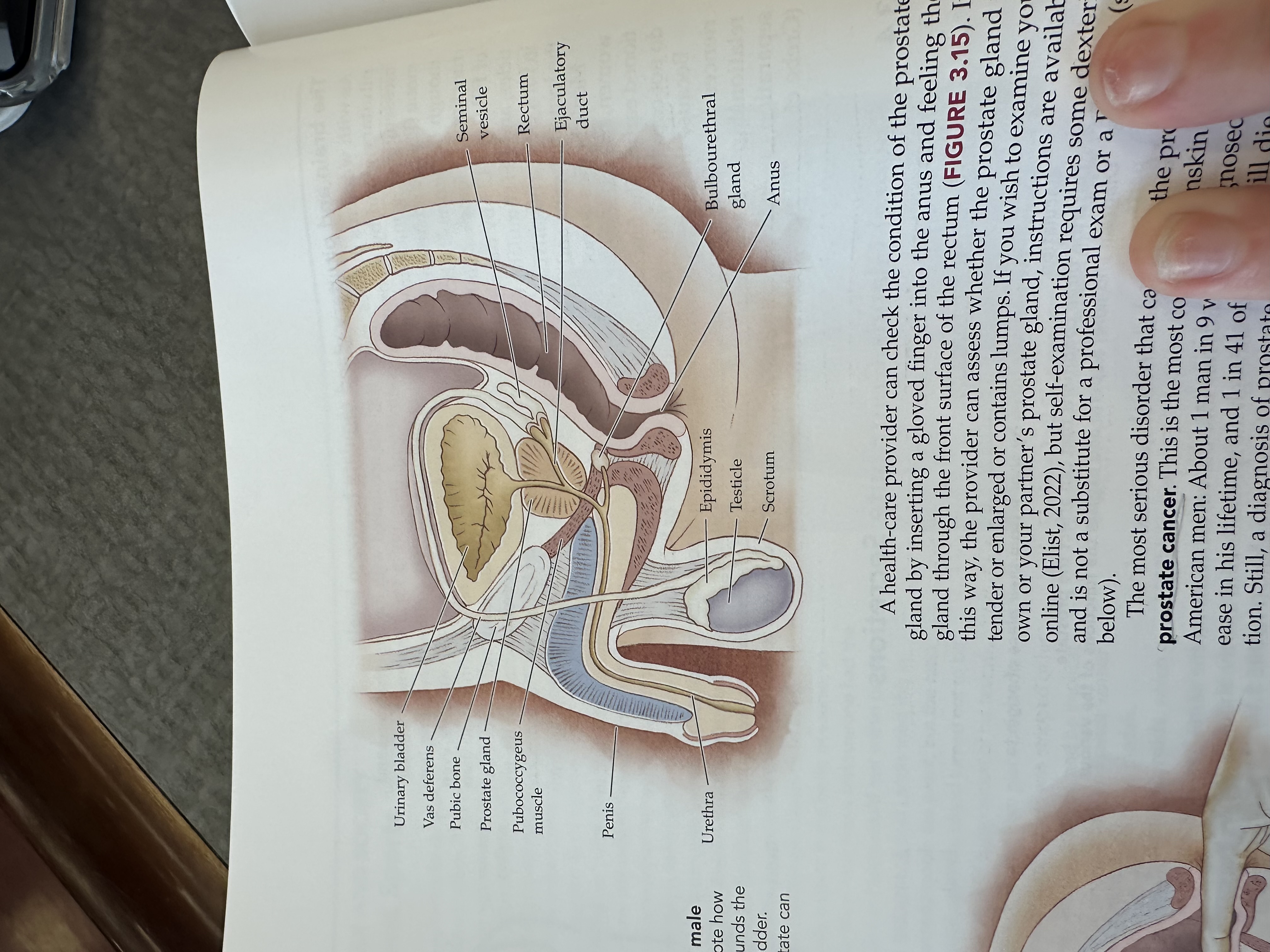 <p>The pubic bone is one of the bones that make up the pelvis, providing structural support and serving as an attachment point for muscles, with important roles in supporting reproductive organs.</p>