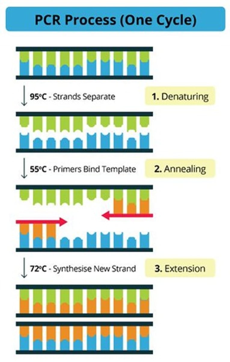 <p>Primers bracket the sequence of interest at 55°C to prepare for copying.</p>