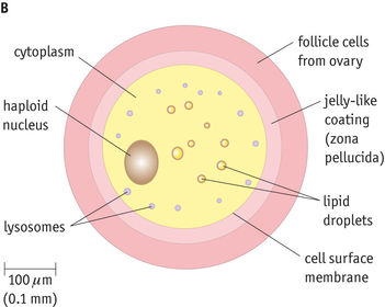 <p>ovum structure </p>