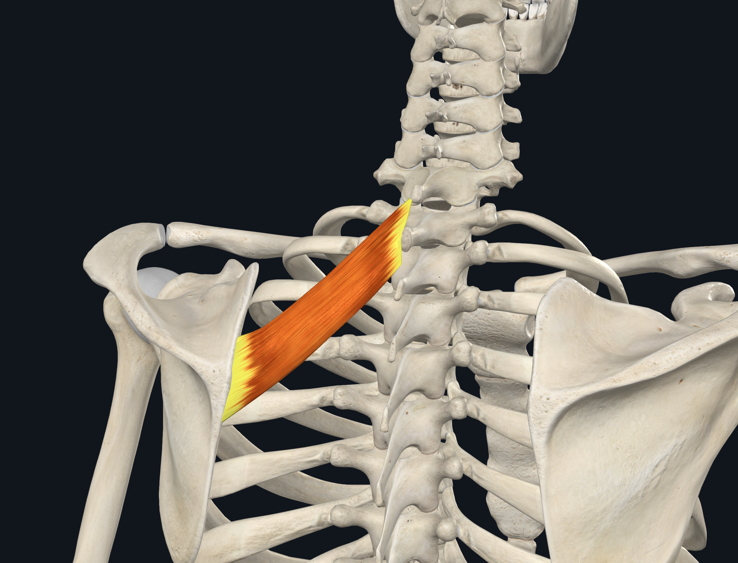 <p>nuchal ligament</p><p>CV7-TV1 spinous process</p>