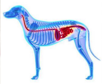<p>This tone contains <strong>more sound</strong> and is a<strong> little higher </strong>than the sonorous percussion tone. A good example of this tone is that from the <strong>gas-filled stomach</strong>. It occurs in smaller cavities <strong>(stomach, intestines</strong>), higher in pitch.</p>