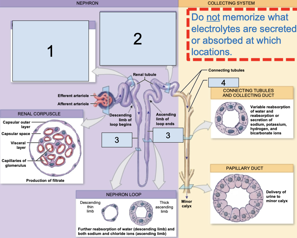 <p><span style="background-color: transparent;"><span>the first part of the renal tubule (1)</span></span></p>