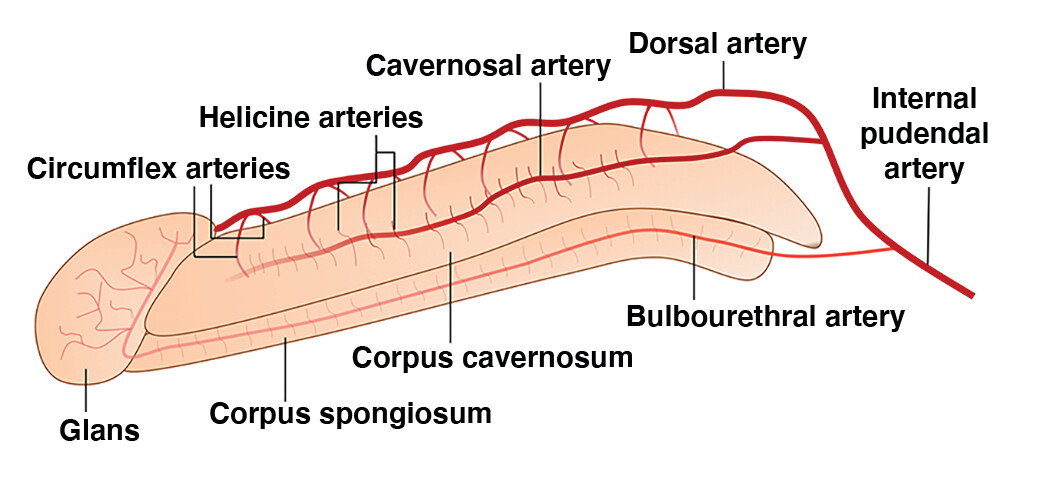 <p>What <strong>arteries </strong>supply the <strong>corpora?</strong></p>