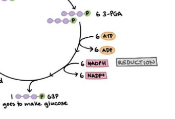 <p>2nd phase of calvin cycle</p>