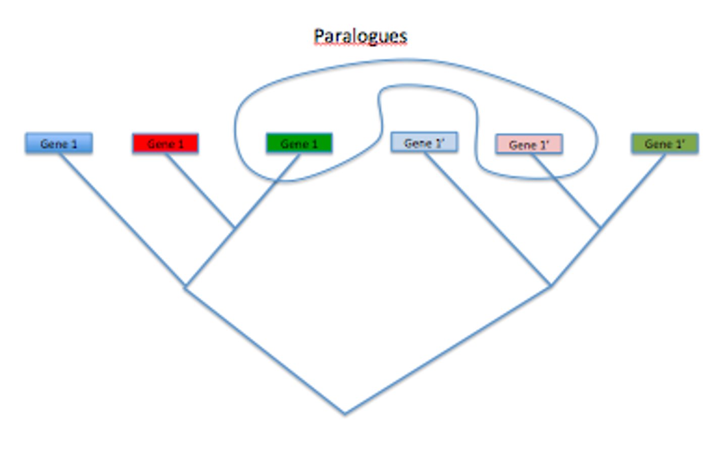 <p>genes that originated from duplication of an ancestral gene</p>