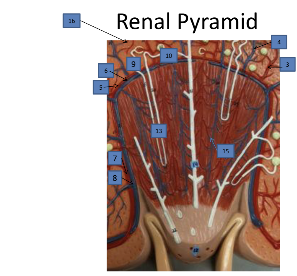 <p><strong>#13 <span>(in white)</span></strong></p>