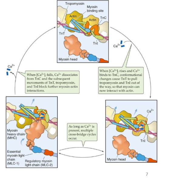 <ol><li><p>intracellulaire Ca conc stijgt → Ca2+ bindt aan troponine C</p></li><li><p>conformatieverandering troponine C → troponine T trekt tropomyosine en troponine I uit de weg</p></li><li><p>→ myosine kan interageren met actine → contractie</p></li><li><p>(wanneer Ca2+ conc intracellulair terug daalt → binding aan troponine C weg → geen myosine actine interactie meer)</p></li></ol><p></p>