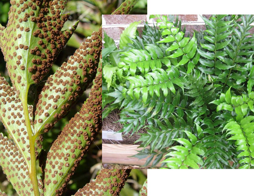 <p>Holly Fern (Polypodiaceae)</p>