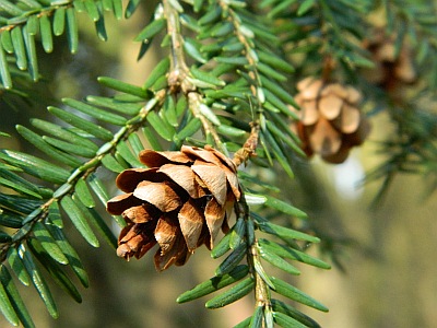 <p>Tsuga canadensis</p>