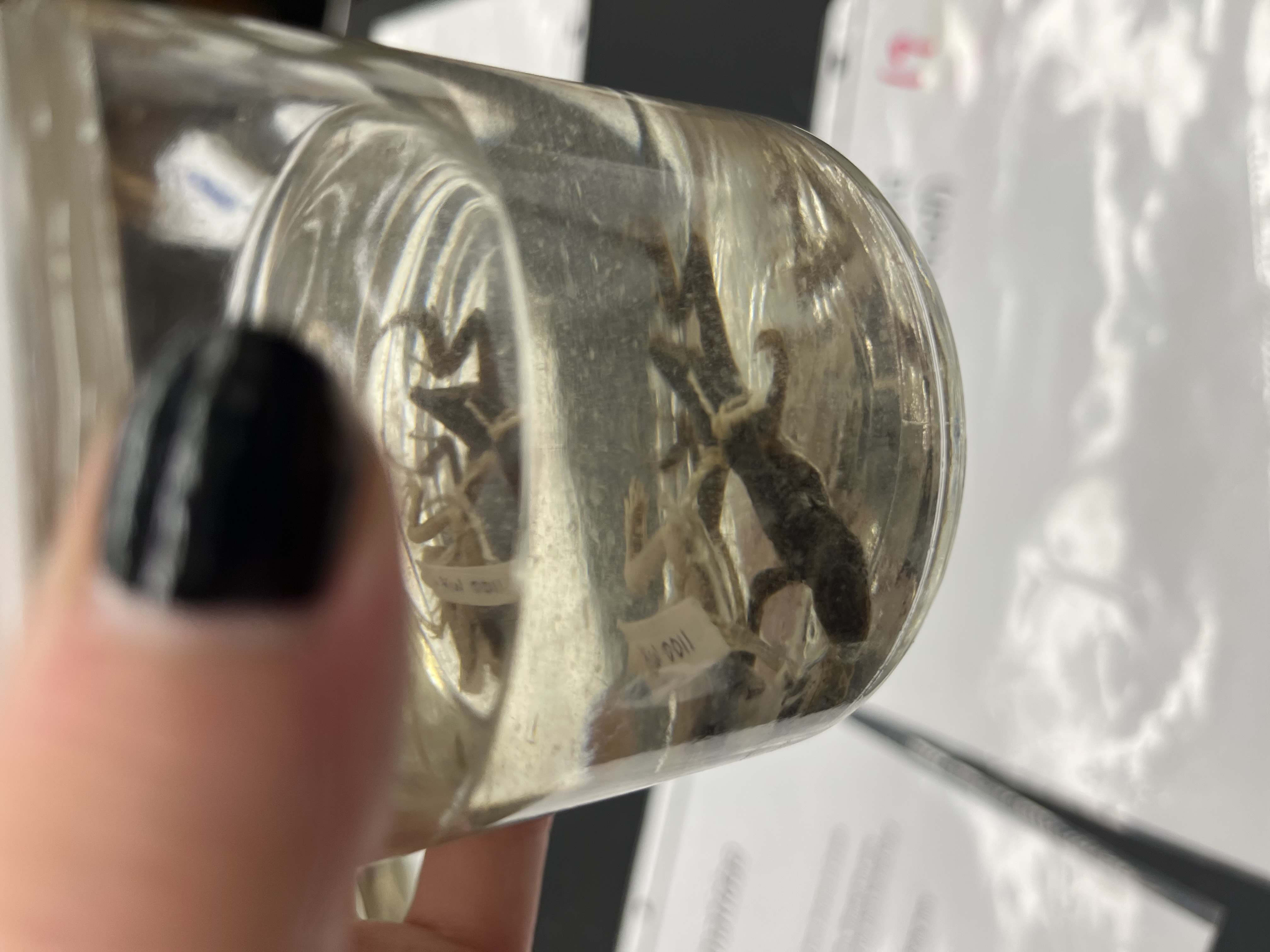 <ul><li><p>small</p></li><li><p>tree pattern camoglague</p></li><li><p>long claws</p></li><li><p>pointed nose</p></li></ul><p></p>