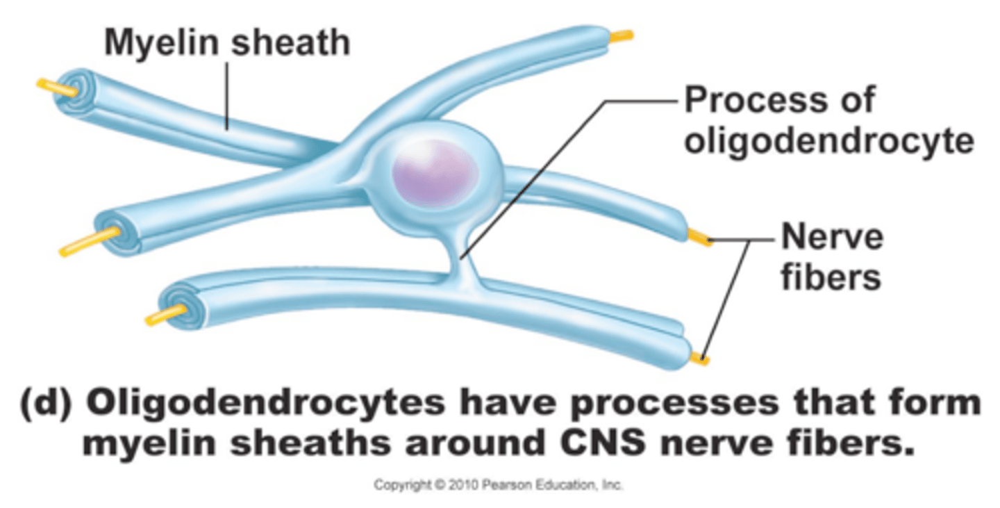 <p>Structure:</p><p>- smaller cells</p><p>Function:</p><p>- contribute the myelin sheath to the axon in the CNS and to schwann cells in the PNS</p>