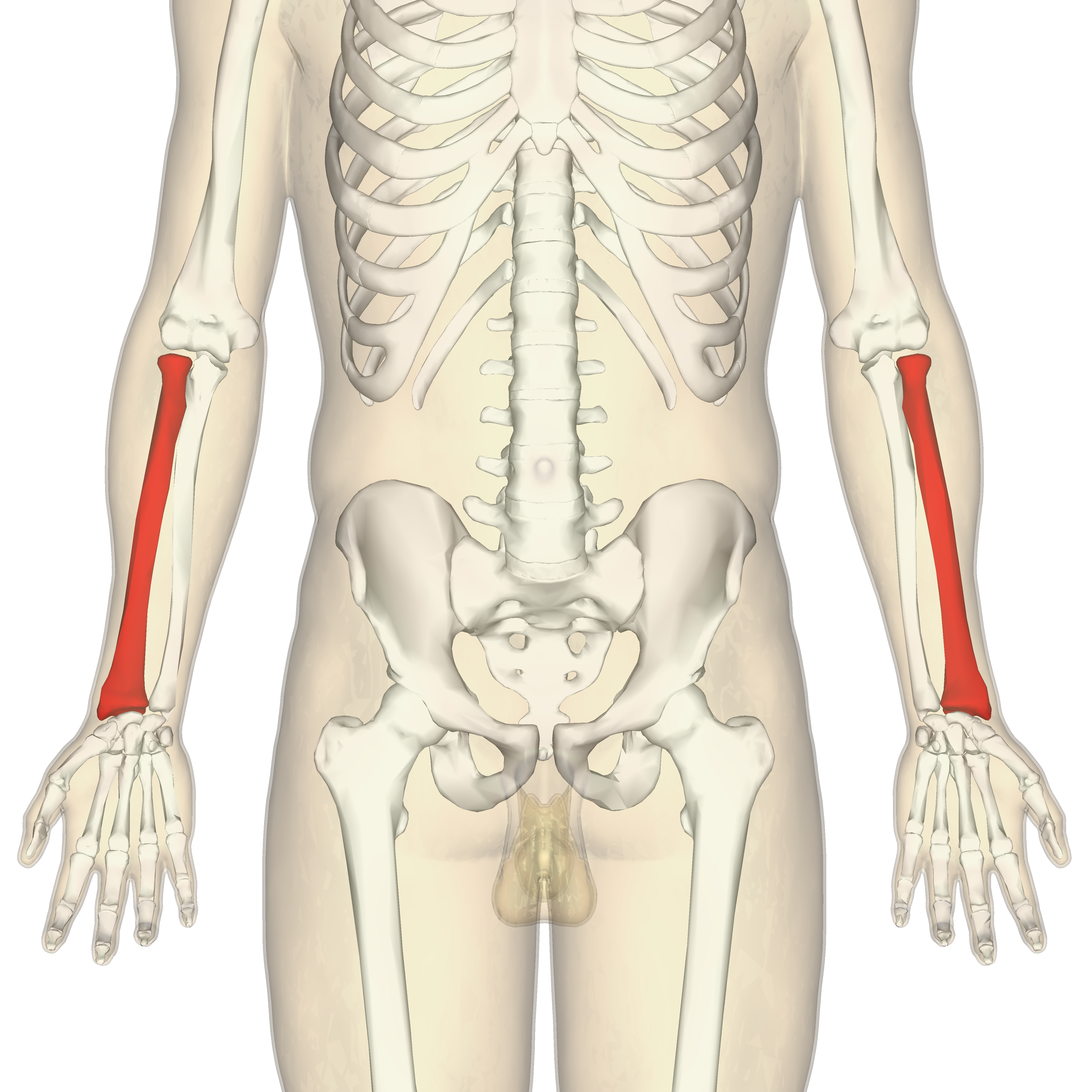 <p>Lateral bone of the forearm, shorter than the ulnar. Located on thumb side of forearm. Key parts include: head, radial tuberosity, styloid process, and ulnar notch. It helps form the elbow and wrist joints.</p>