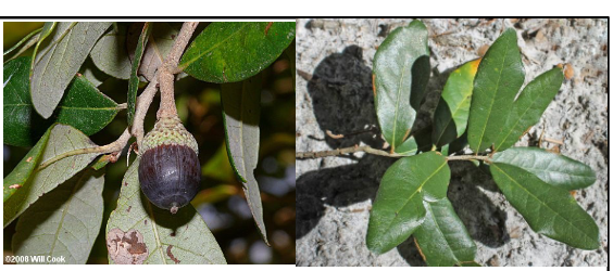 <p>Fagaceae</p><p>Quercus virginiana</p>