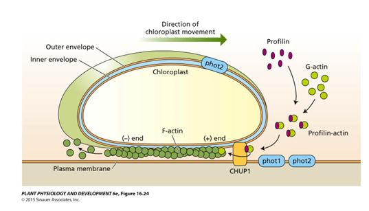 <ul><li><p>dynamic reorganization of short actin filaments, called chloroplast actin filaments (cp-actin) </p></li><li><p>located between each chloroplast and the plasma membrane </p></li><li><p>These actin filaments are distinct from the cytoplasmic microfilaments</p></li></ul><p></p>