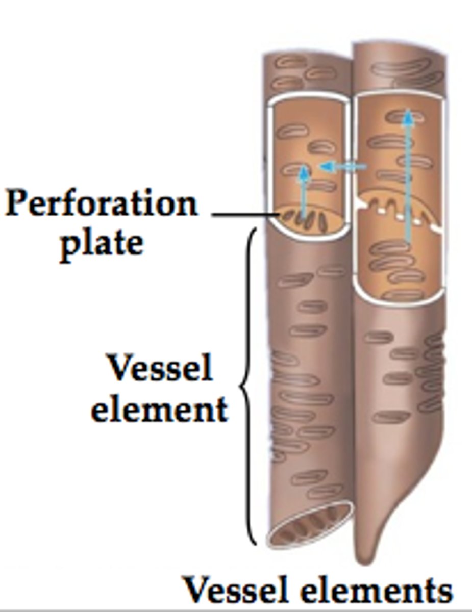 <p>A short, wide, water conducting cell found in the xylem of most angiosperms and a few nonflowering vascular plants. Dead at maturity, vessel elements are aligned end to form micropipes called vessels.</p>