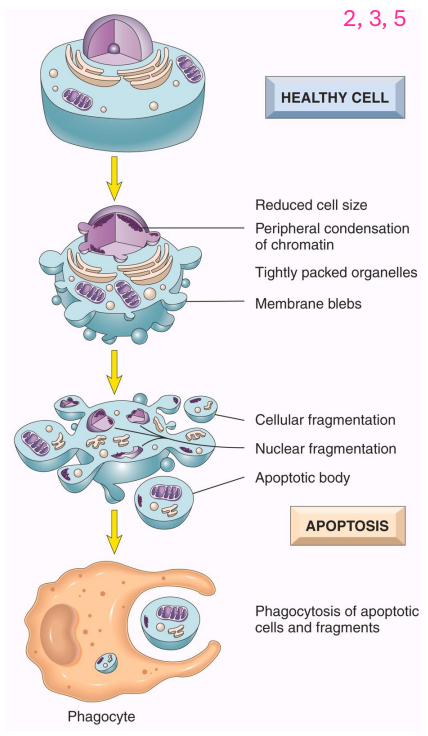 <p>Apoptosis</p>