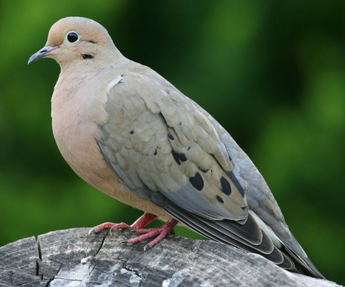 <p>Columbiformes</p>