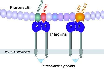 <p>An extracellular glycoprotein secreted by animal cells that helps them attach to the extracellular matrix. </p>