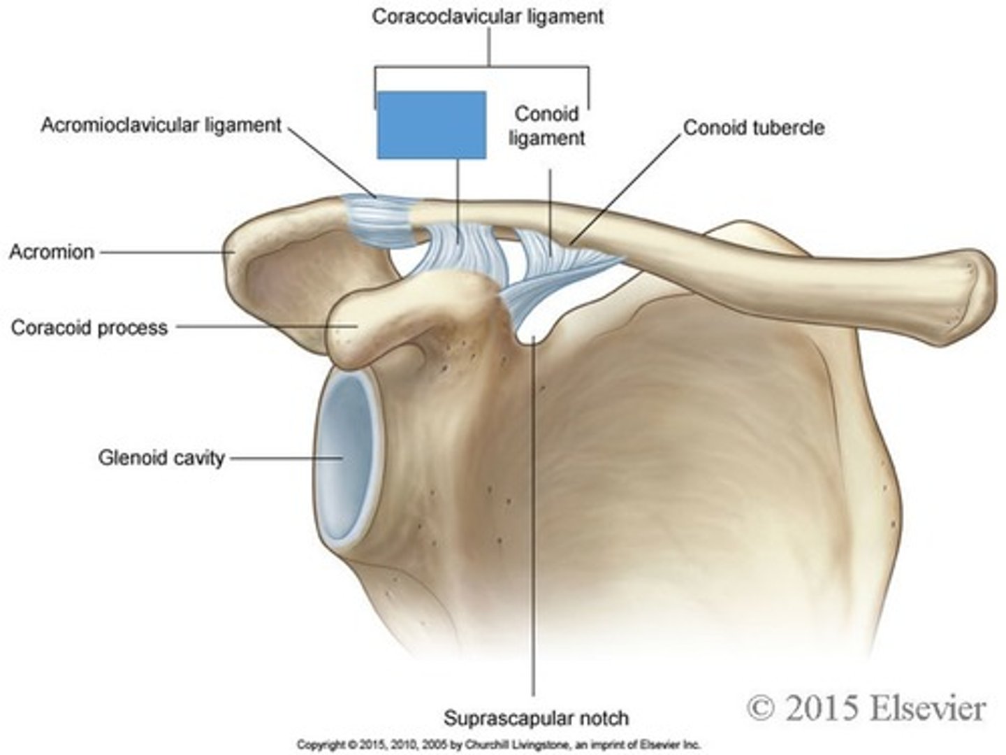 <p>identify the structure</p>