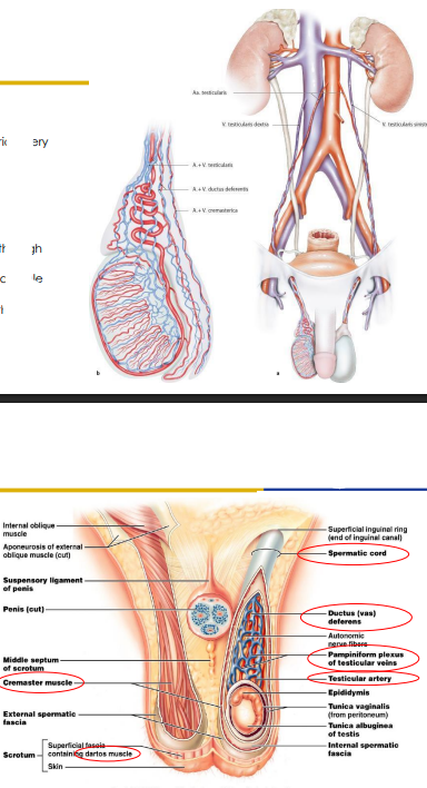 <p>- Arterial supply: testicular artery, cremasteric artery and ductal artery</p><p>- Venous Drainage: Pampiniform plexus enters the abdomen through the deep inguinal ring and coalesce into a single testicular vein that drains into the IVC on the right, and into the renal vein on the left</p><p>- pampiniform plexus is a convoluted system of veins that runs alongside the arteries in order to take heat away from the arteries so blood cools down</p>