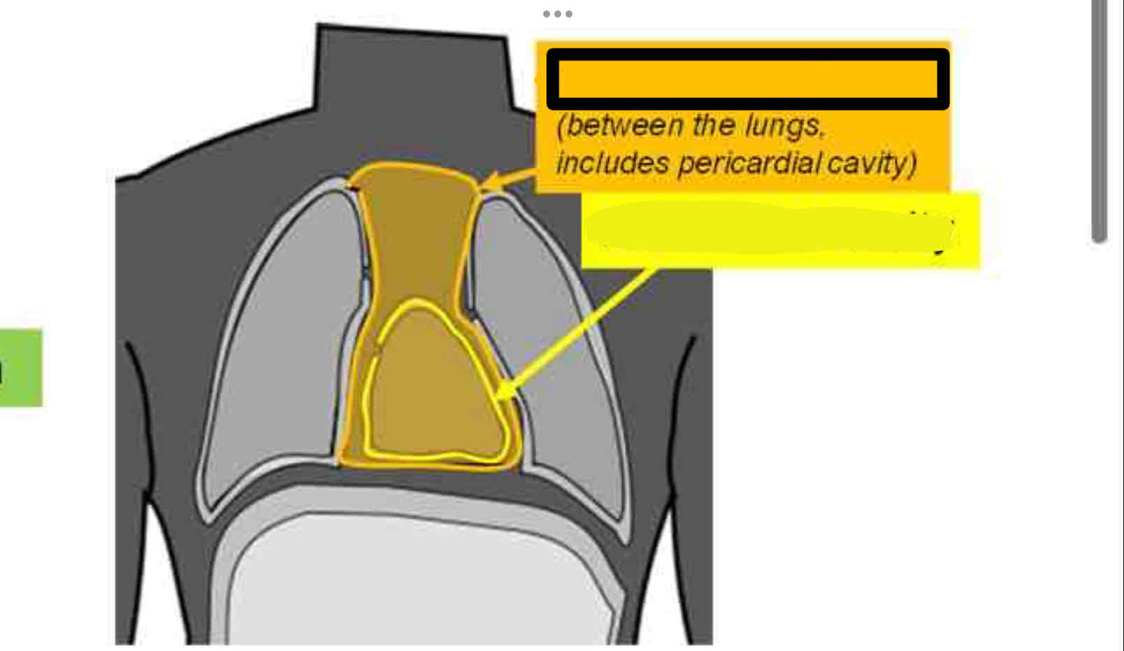 <p><span>The space in-between the two pleural cavities (“media” meaning medial and “stinum” meaning sternum). This cavity contains the entire heart.</span></p>