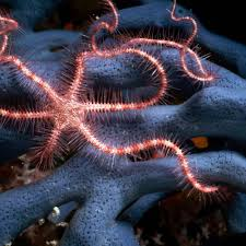 <p>brittle stars </p>