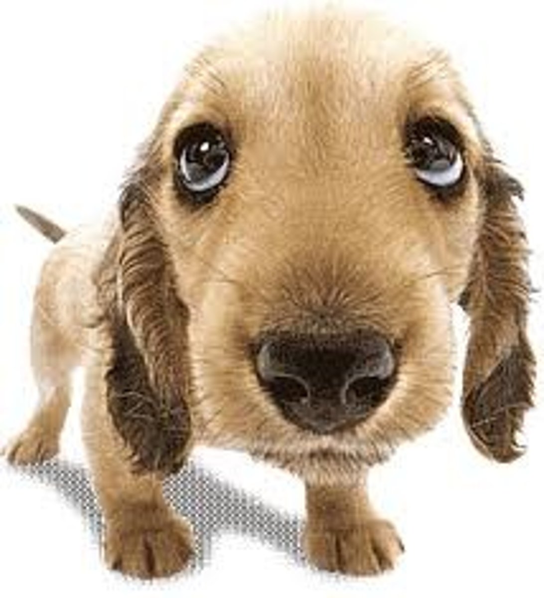 <p>dog</p>