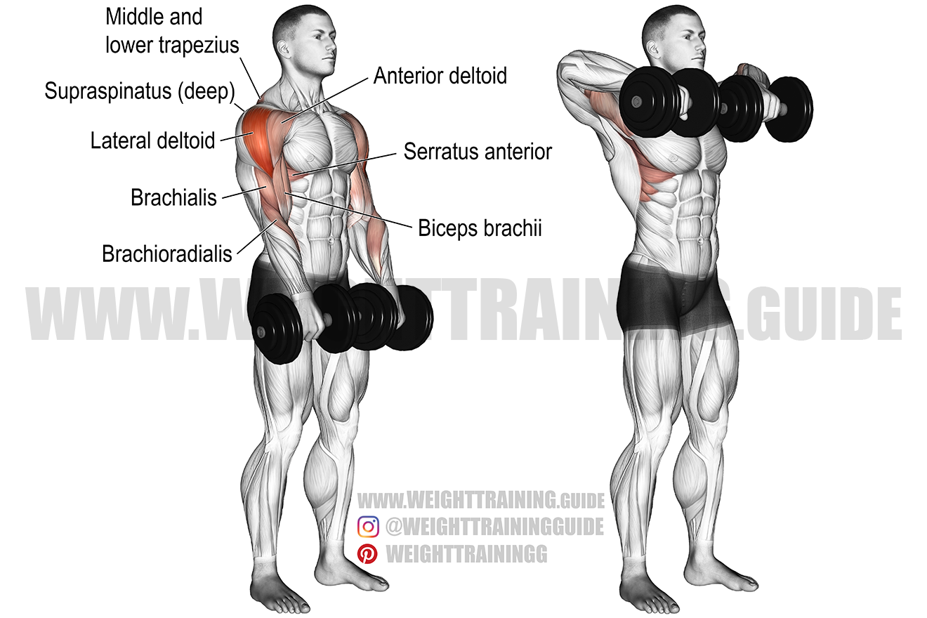 <ul><li><p>Medial Deltoid</p></li><li><p>Upper Trapezius</p></li></ul><p></p>