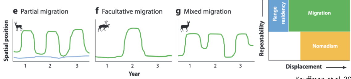 <p>e. go through migration, but some are residents</p><ul><li><p>usually winter range yr round</p></li></ul><p>f. big events happens to where the animal migrates to a new habitat</p><ul><li><p>still repeated movement to access different resources, but doesn’t hapen every yr. based on resources or weather</p></li></ul><p>g. may have different summer and winter ranges, winter summer a, w.s. b., etc</p><p></p>