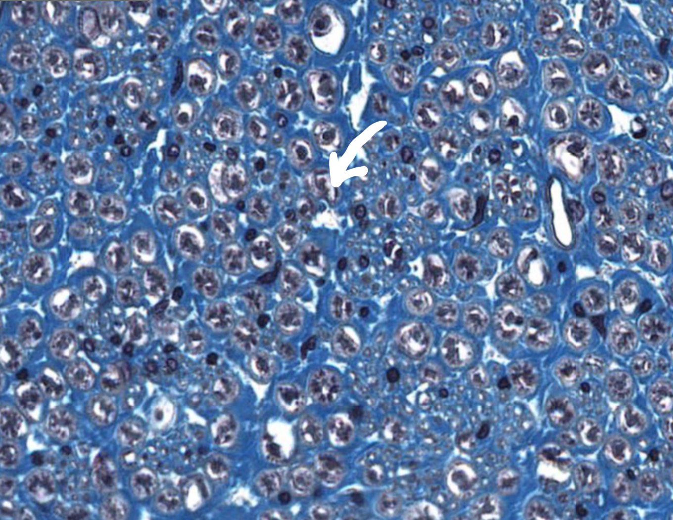 <p>What is this structure</p>