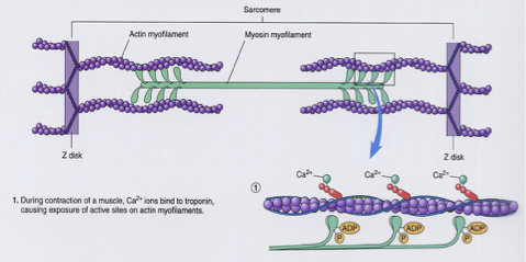 <ul><li><p>Trigerred and controlled by the entrance of <strong>Ca2+</strong> ion into a protein called <strong>troponin </strong>located on <strong>actin</strong> filament</p></li><li><p>When <strong>Ca2</strong>+ exits, bridges are uncoupled → relaxing the filaments which lengthen</p></li><li><p><strong>↑ Ca2+</strong> → ↑ muscle contraction</p></li><li><p><strong>↓ Ca2+</strong> → ↓ muscle contraction</p></li><li><p><strong>Too much Ca2+</strong> → muscle fails </p></li></ul><p></p>