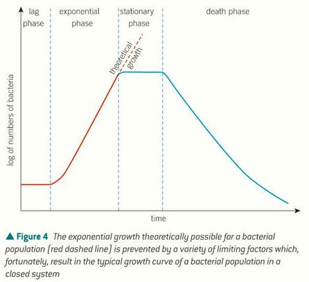 <p>lag phase - bacteria adapt to new environment</p><p>log or exponential phase = birth rate&gt;death rate</p><p>stationary phase - total growth rate is 0, birth rate = death rate</p><p>death phase - death rate &gt; birth rate</p>