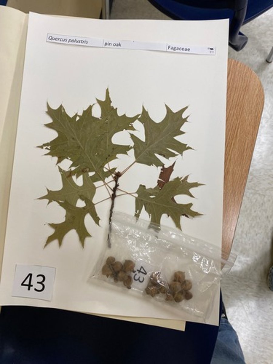 <p>Quercus palustris (Fagaceae)</p>