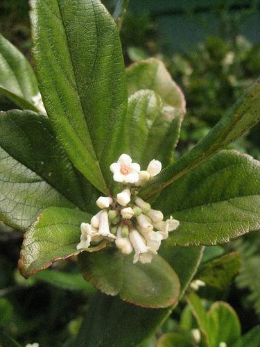 Sandankwa viburnum