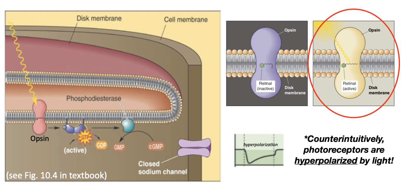 <p>1. A photon of light is absorbed by retinal within the opsin protein (“planar”/ active form) </p><p>2. This stimulates transducin (G-protein) </p><p>3. This activates PDE, which works to close sodium channels </p><p>4. Neurotransmitter (glutamate) release decreases due to this hyperpolarization</p>