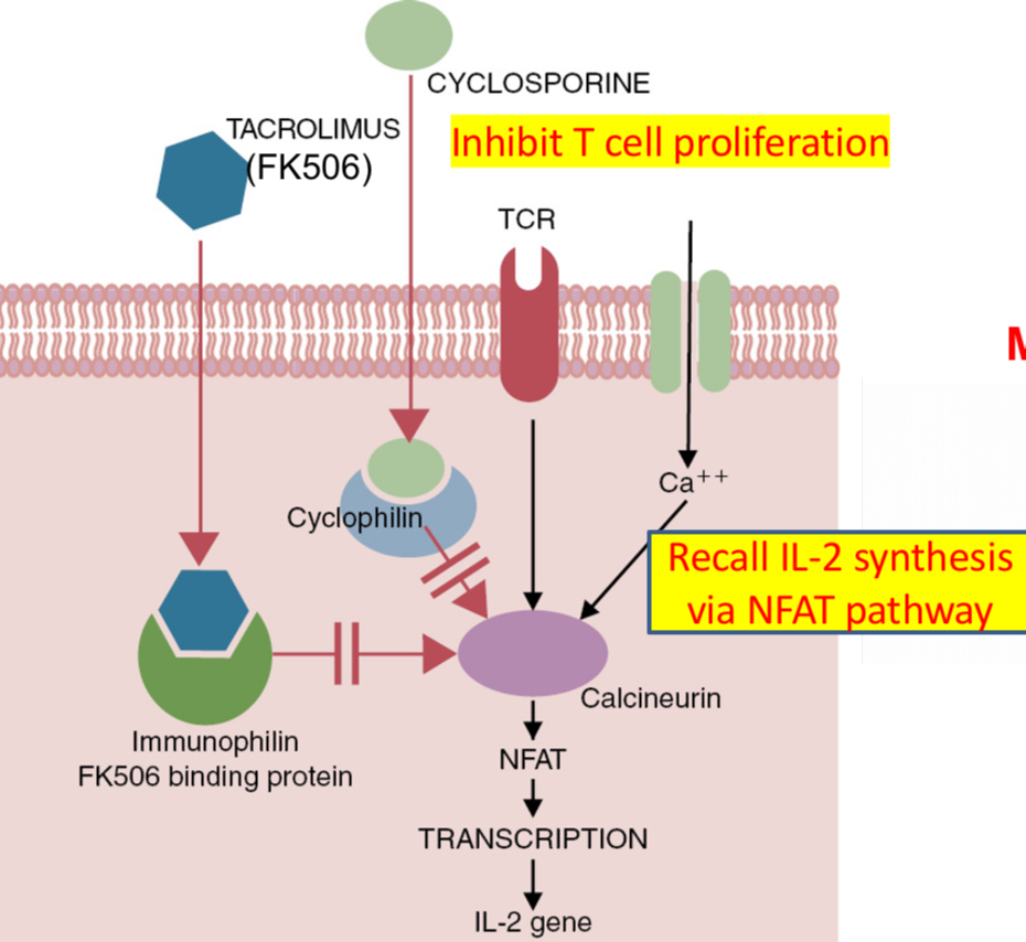 <p><span><strong><span>Cyclosporine: a polypeptide derived from fungus </span><em><u><span>Tolypocladium inflatum</span></u><span> </span></em><span>consists of 11 amino acids arranged in a circle.</span></strong></span></p><p><span><span>Binds cyclophillin and calcineurin, a serine / threonine phosphatase. Cyclosporine inhibits calcineurin and prevent the production of cytokines (immunosuppressant- drug to prevent graft rejection)</span></span></p><p><span><span>Widely used in transplantation; inhibits the production of IL-2 and IFN-g by T cells.</span></span></p><p><span><span>Blocks IFN-g-induced expression of MHC class I</span></span></p><p><span><span>Combination of cyclosporine and corticosteroids proved beneficial to enhance the survival of allografts.</span></span></p>