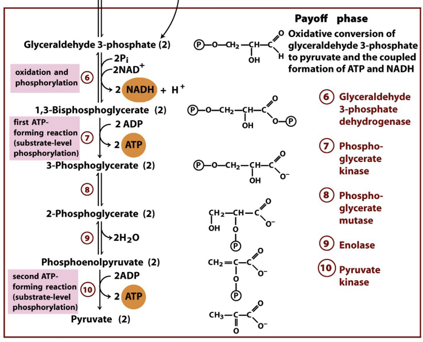 knowt flashcard image
