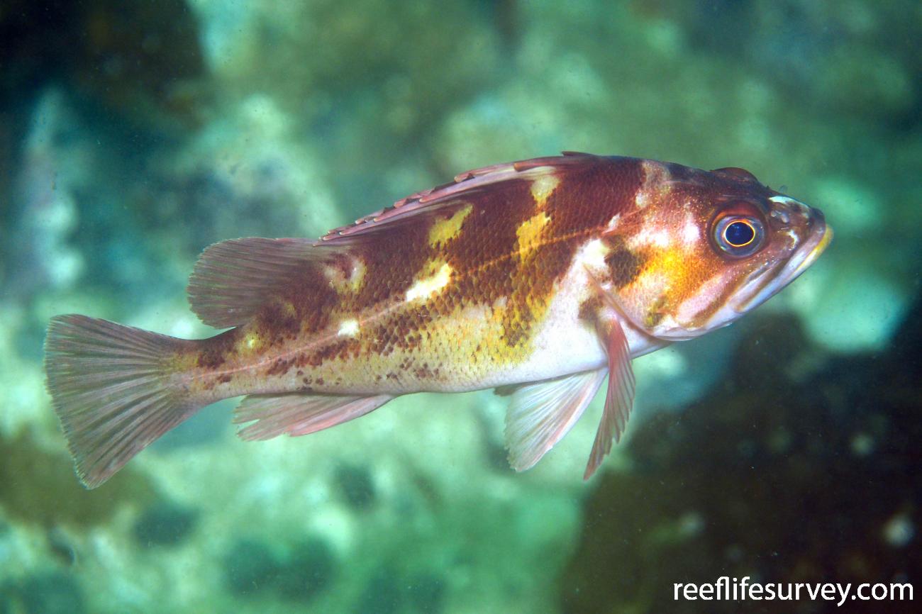 <p>Copper Rockfish</p>