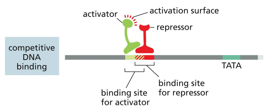 <p>a mechanism of transcriptional repression where activator and repressor compete to bind to DNA (occurs if binding sites overlap)</p>