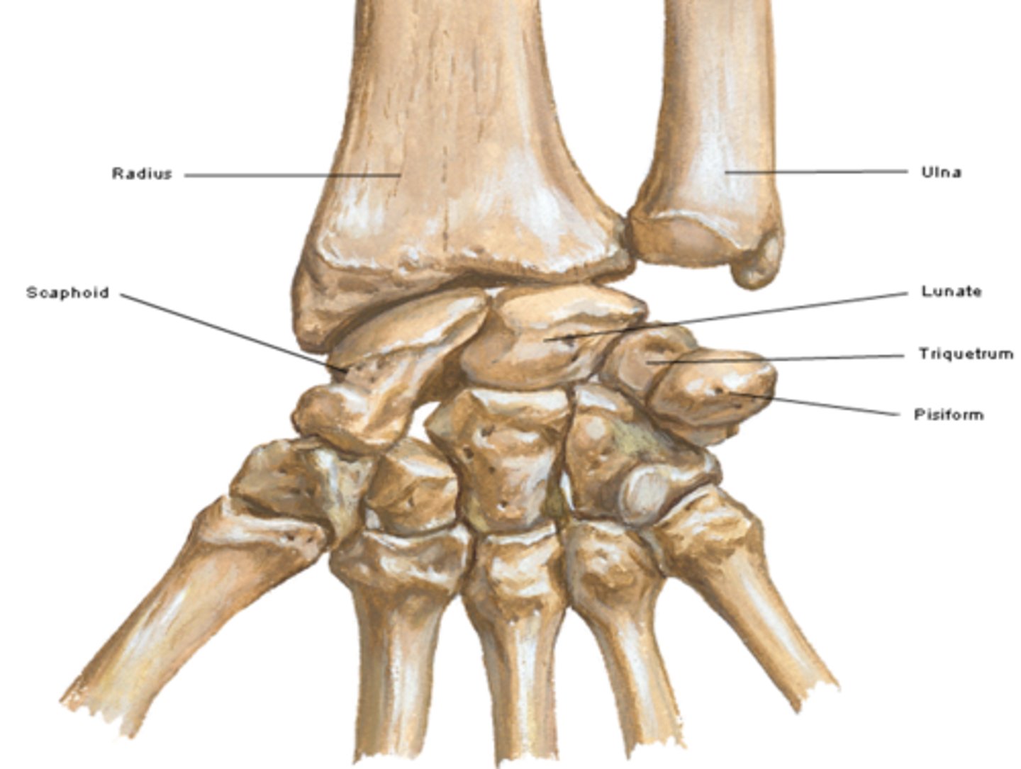 <p>Composed of 8 carpal bones arranged in proximal and distal rows of 4</p>