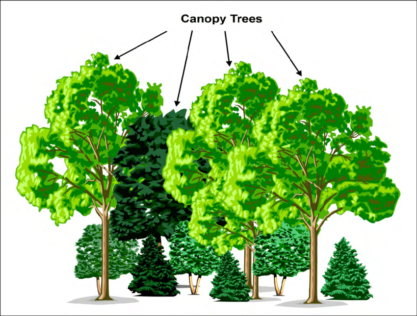 <ul><li><p>they are tall and reach over other trees to avoid shade</p></li><li><p>they have a crown structure to maximize sunlight absorption</p></li><li><p>they have broad leaves - greater surface area </p></li></ul><p></p>