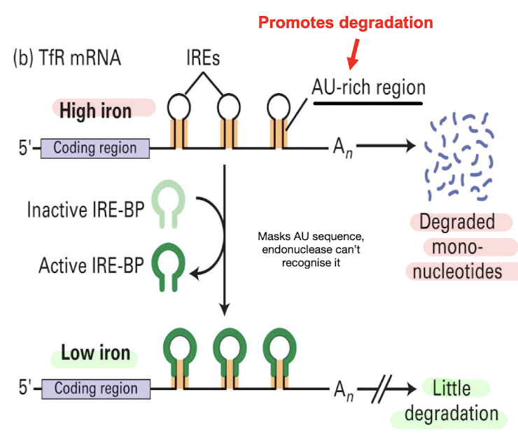 <ul><li><p><strong>High Fe levels <u>decrease the stability of TfR-encoding mRNA</u> </strong><span style="color: red;"><strong>due to endonuclease binding</strong></span><strong> to the AU region of IRE → decrease Fe intake into cell</strong></p></li><li><p><strong>Low Fe levels involves mRNA 3’ UTR IREs and IRE-binding protein </strong>(IRE-BP):</p></li><li><p><strong>Confirmational change activates IRE-BP which binds to IRE</strong> <span style="color: green;"><strong><u>blocking recognition of AU region by endonucleases</u></strong></span>, preventing degradation → increased TfR levels + Fe uptake</p></li></ul><p></p>