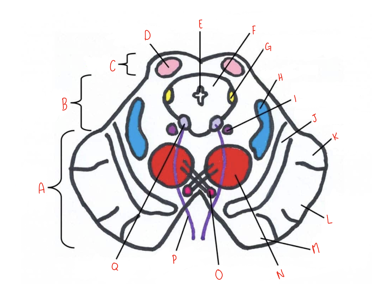 <p>What structure of the sliced superior colliculus section of the midbrain is labeled Q?</p>