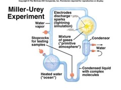 <p>Miller and Urey were scientists who, in 1953, simulated the conditions of primitive Earth in a laboratory. They put the gases theorized to be abundant in the early atmosphere into a flask, struck them with electrical charges in order to mimic lighting, and organic compounds similar to amino acids appeared.</p>