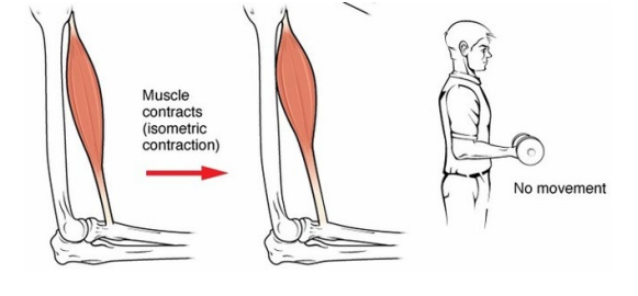 <ul><li><p>Isometric contractions generate force without changing the length of the muscle, common in the muscles of the hand and forearm responsible for grip.</p><ul><li><p>Using the above example, the muscle contraction required to grip but not move a heavy object prior to lifting would be isometric.</p></li><li><p>Isometric contractions are frequently used to maintain posture.</p></li></ul></li></ul><p></p>