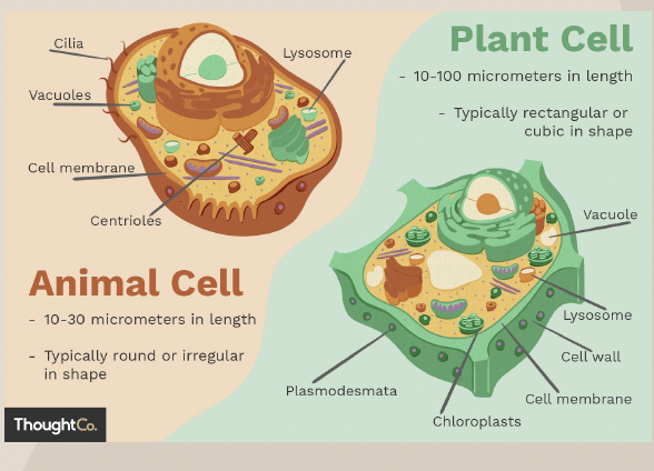 <p>A type of cell that can be single or multicellular and has membrane-bound organelles with DNA in the nucleus. There are two types of eukaryotic cells: plant cells and animal cells.</p>