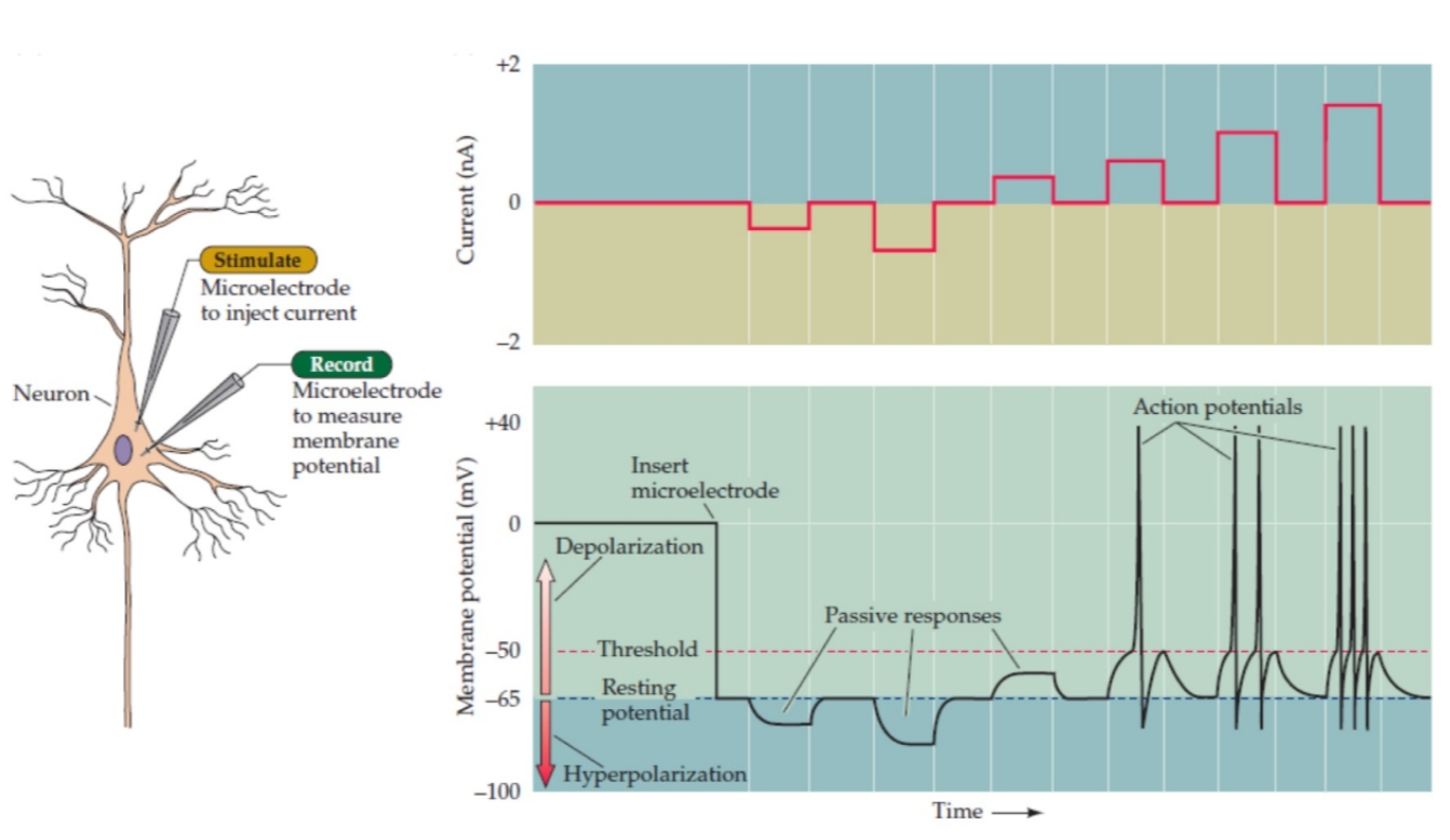 <p>Descrivi gli action potentials (active responses) usando i grafici </p>